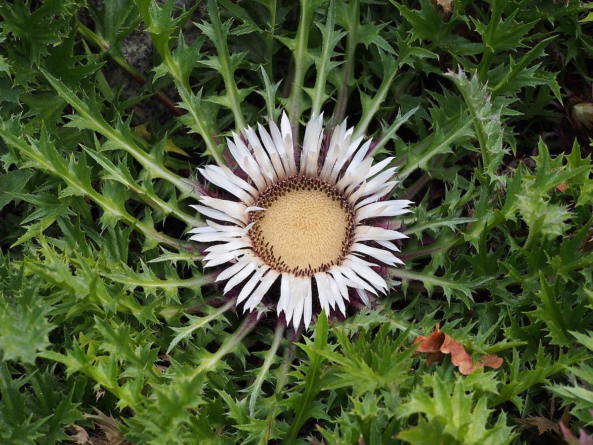 Herbes du suédois : fatigue, digestion, défenses naturelles