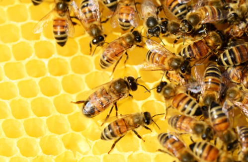 Est-ce que la cire d'abeille est comestible ? –