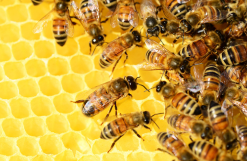 Cire d'Abeille jaune BIO  Cire d'abeille, Rouge à lèvres naturel, Abeille