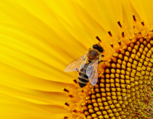 Cire d’abeille jaune Brute
