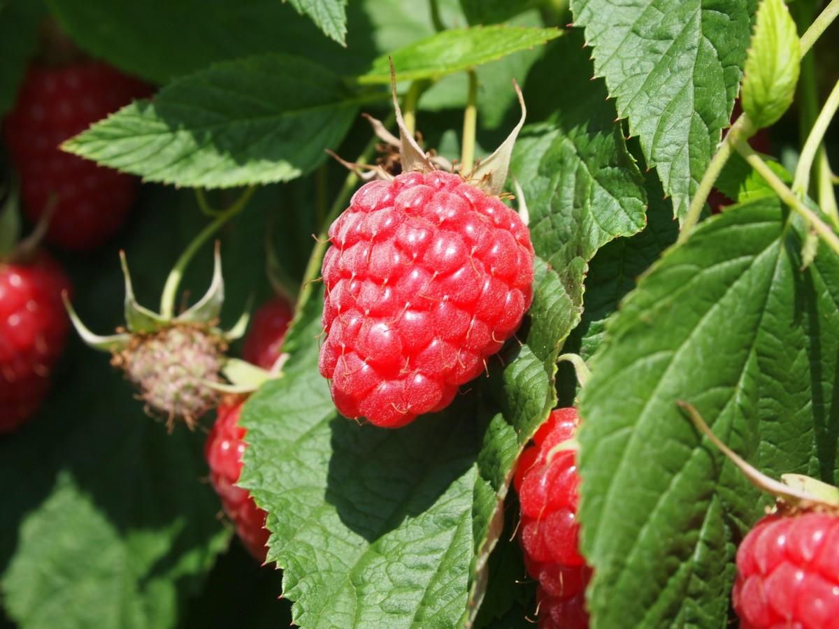 Framboisier Bio Rubus Idaeus - Plante Direct Producteur – La Green Touch