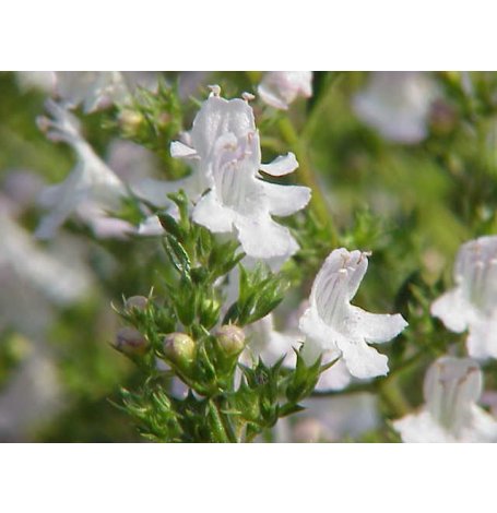 Semence de Sarriette Bio - Sachet de 200 graines