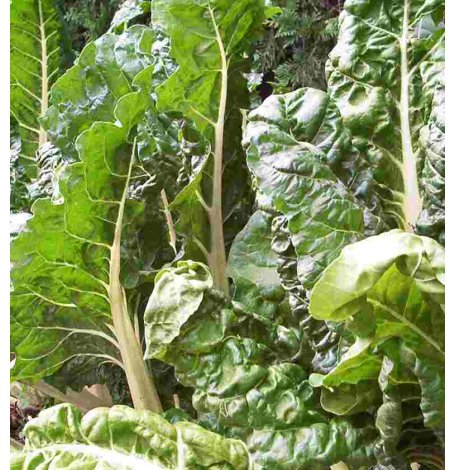 Semences à planter Côte de Blette Bio - 4 grammes