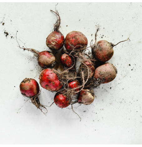 Semences Betterave Rouge "bull's blood" Bio - 6 grammes