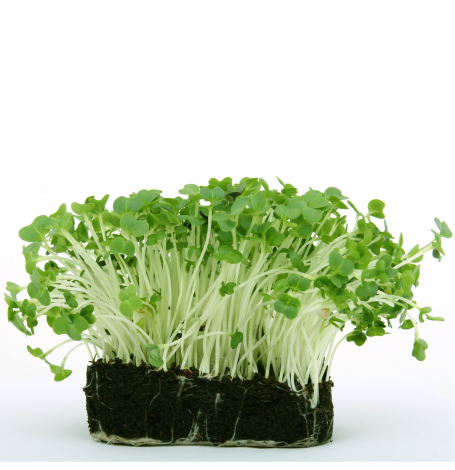 Semences Cresson Alénois Bio - 2 grammes