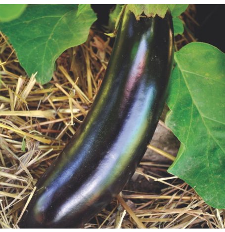 Semences d'Aubergine Diamond Bio - Sachet de 30 graines