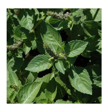 Semences de Basilic sacré/Tulsi Bio - 200 graines