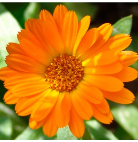 Semences de Calendula (Souci) Bio - Sachet de 150 graines