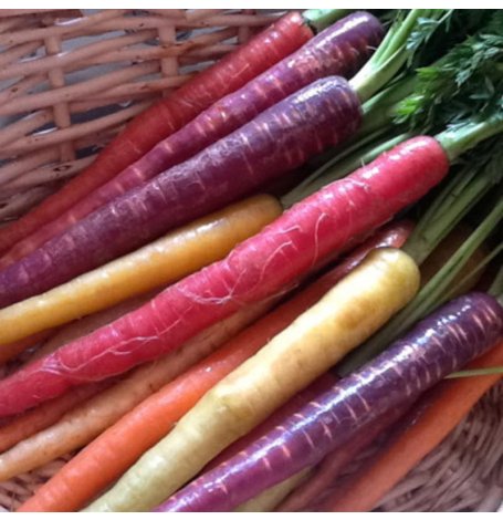 Semences de Carottes mélange de couleurs Bio - Sachet de 2 grammes