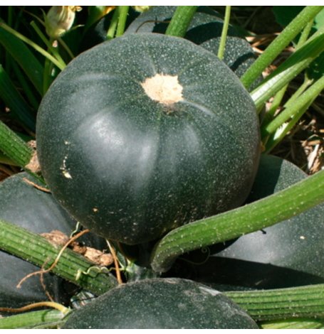 Semences de Courgettes Ronde bio - Sachet de 12 graines