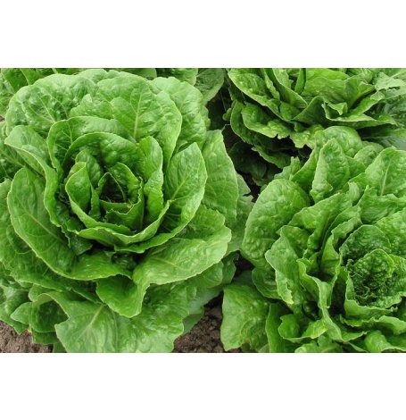 Semences de Laitue Romaine à planter - sachet de 1 gramme