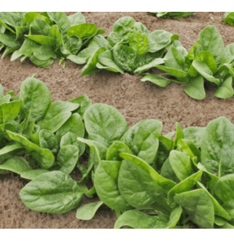 Semences Epinard Bio - 10 grammes