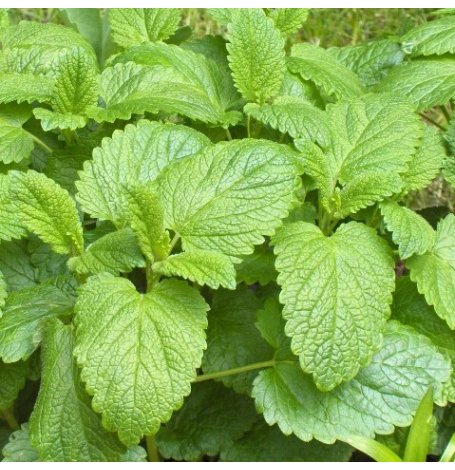 Semences Mélisse officinale Bio - 200 graines
