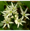 Ail des Ours - feuille