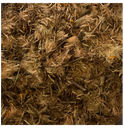 Arnica - fleur