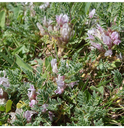 Astragale - racine