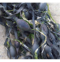 Fucus