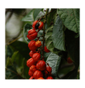 Guarana - graine