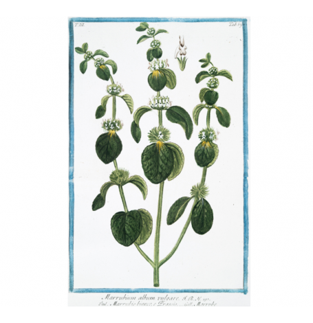 Marrube blanc -partie aerienne