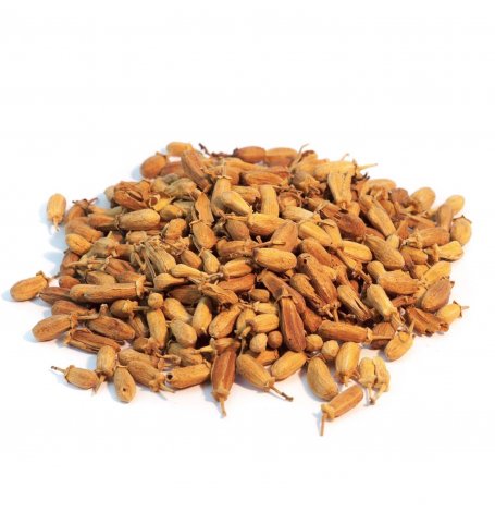 Oranger bigaradier - boutons