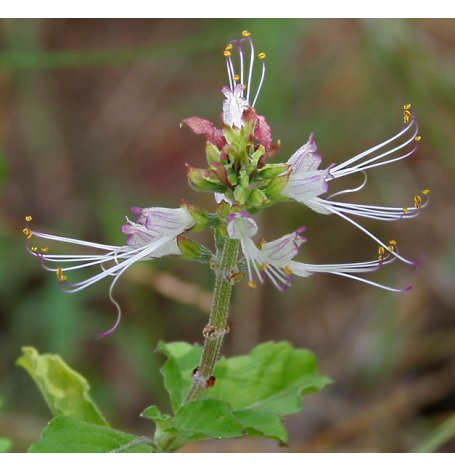 Orthosiphon - feuille