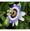 Passiflore - partie aerienne