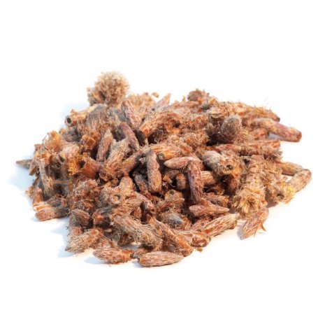 Pin Sylvestre - Bourgeons