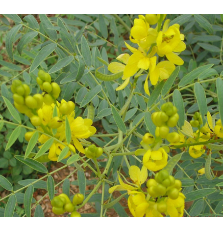 Sene - feuille