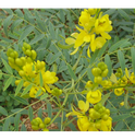 Sene - feuille