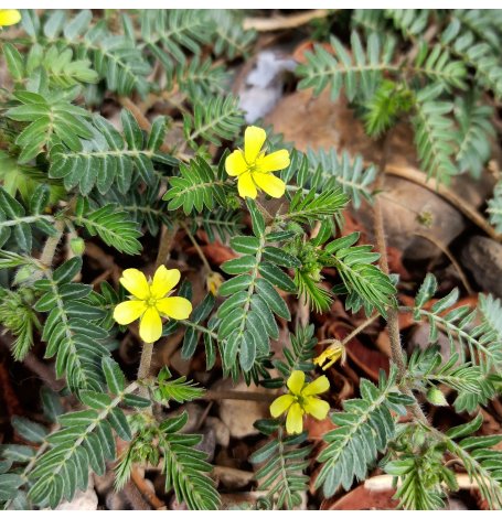 Tribulus - fruit