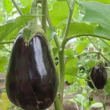 Semence Aubergine Imperial Black Beauty - 30 graines