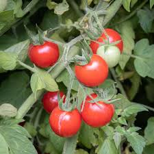 Tomate-Cerise Rouge Mi-Saison Cherry Chadwick - sachet de 35 graines