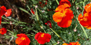 Semences Coquelicot De Californie Red Chief Bio - 300 graines