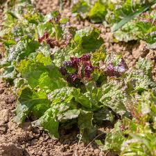 Semences de Laitue Batavia Rouge Grenobloise - sachet de 1 gramme