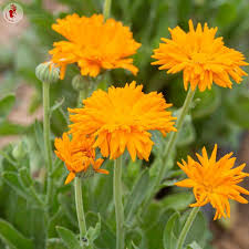 Semences de Souci Radio Bio - Sachet de 2 grammes