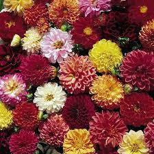 Dahlia Double Extreme - Sachet de 50 graines