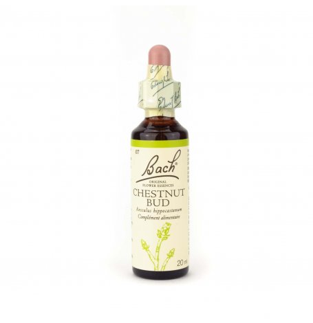 Chestnut Bud Bach - 20 ml