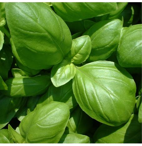 [6660_old] Semence Basiic grand vert Bio - 200 graines