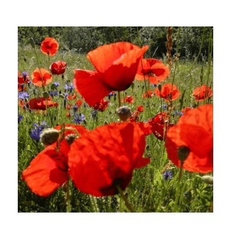 [6812_old] Semences Coquelicot des champs Bio - 300 graines