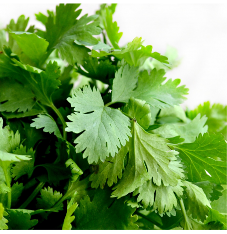 [6919_old] Semences de Persil Bio - 2 grammes