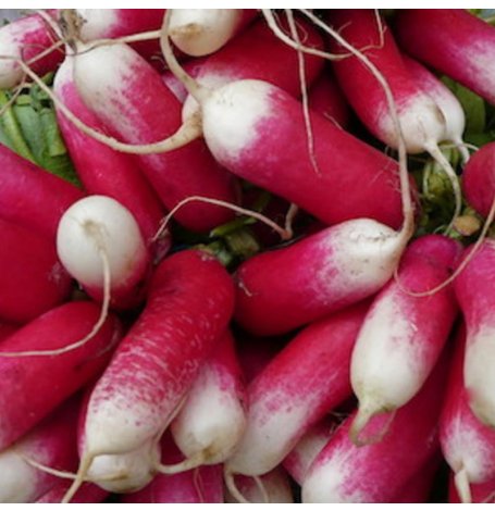 Semences de Radis Bio - Sachet de 6 grammes