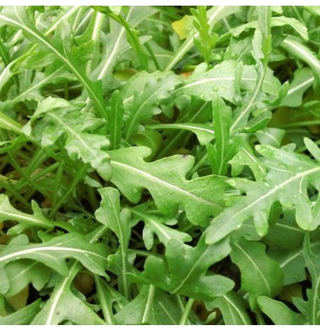 [6024_old] Semences de Roquette Bio - Sachet de 6 grammes