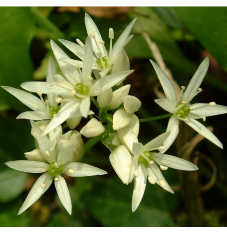 Ail des Ours - feuille