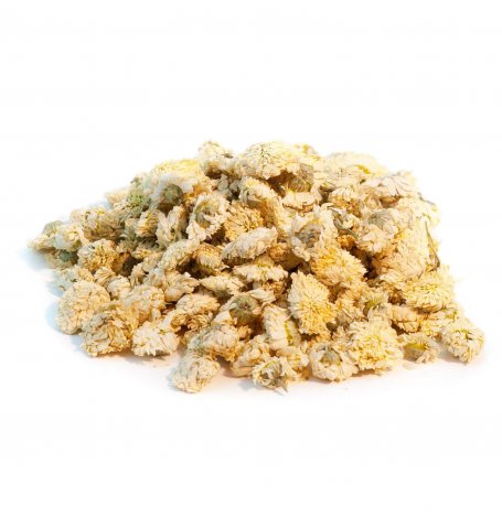 Camomille romaine - fleur