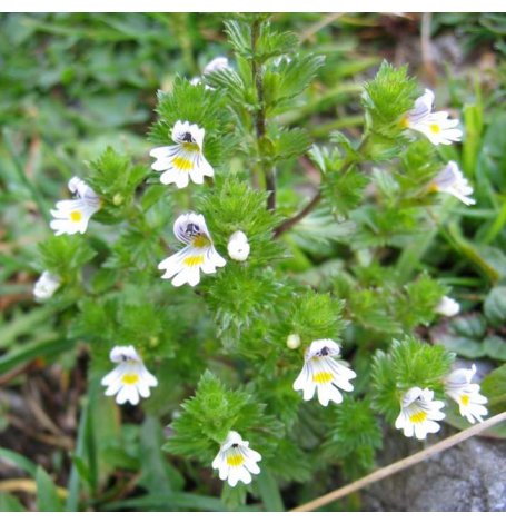 Euphraise - partie aerienne