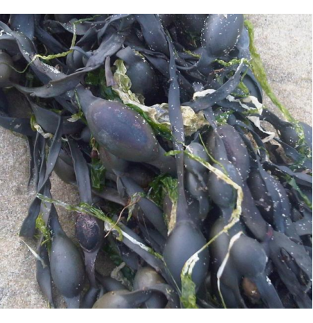 Fucus