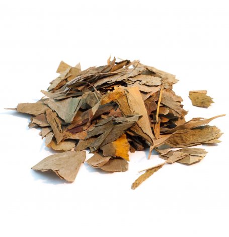 Ginkgo - feuille