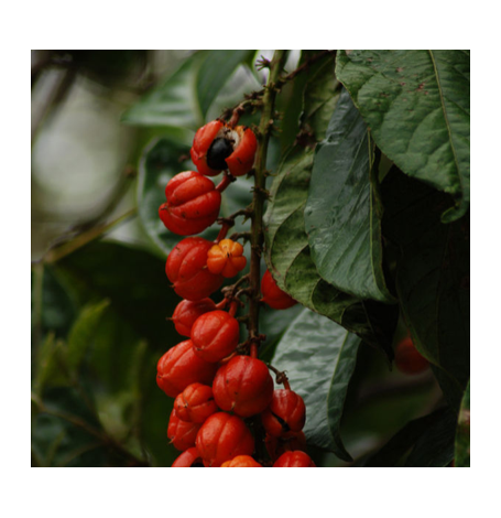 Guarana - graine