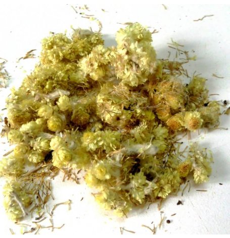 Immortelle des sables - fleur