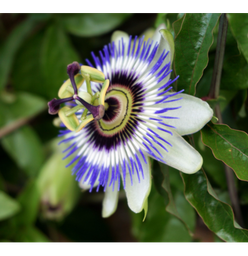 Passiflore Bio - Partie aérienne coupée 50g - Passiflora incarnata